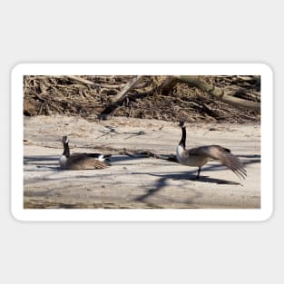 Canada Geese Stretching On The Sand Sticker